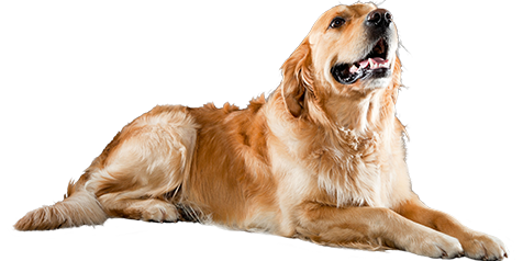 Golden Retriever - Saiba mais sobre as Raças de Cães | CachorroGato