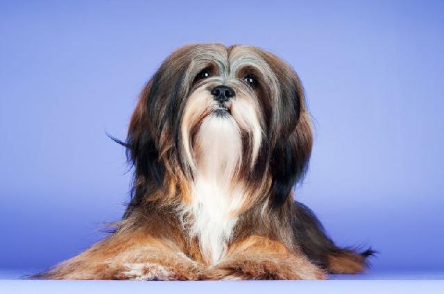 cachorrinho ideal lhasa apso