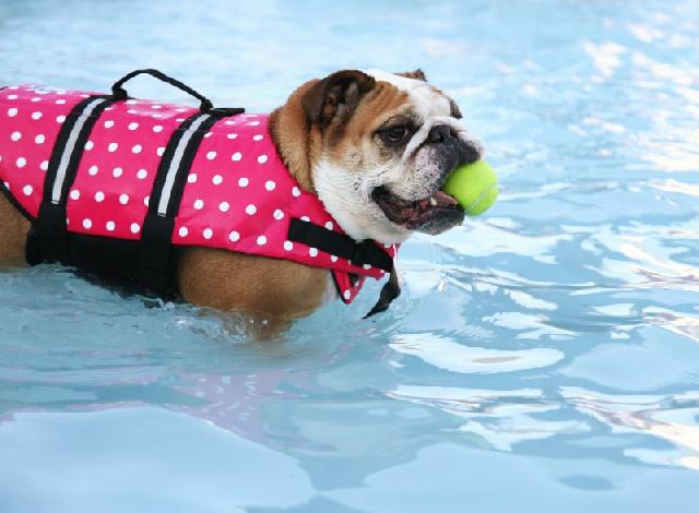 cachorro-nadando