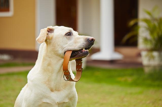 coleira para cachorro