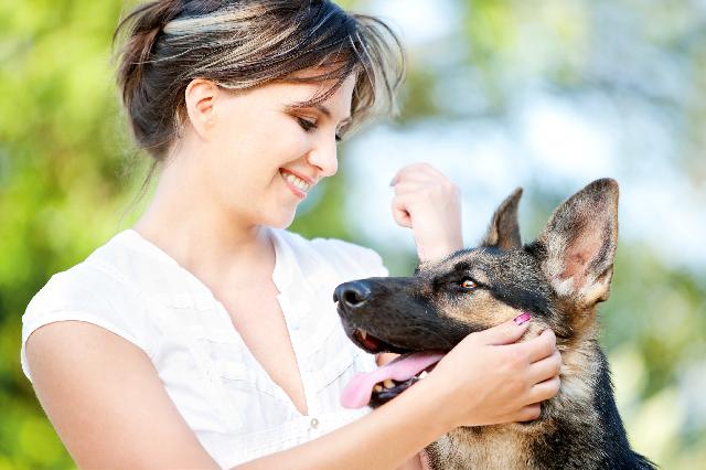 Creche para cães