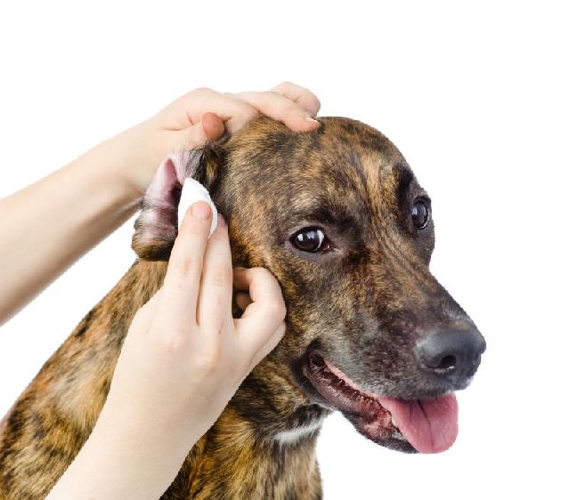 Higiene canina: o que saber para cuidar do seu cãozinho