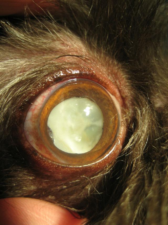 Oftalmologista Veterinário – O médico dos olhos dos cães e gatos