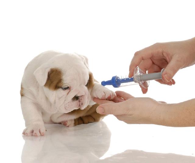 vacina-para-cachorros