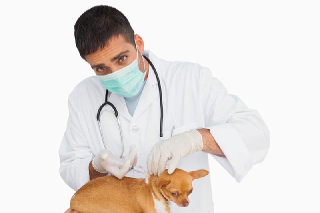 vacinas-para-cachorros