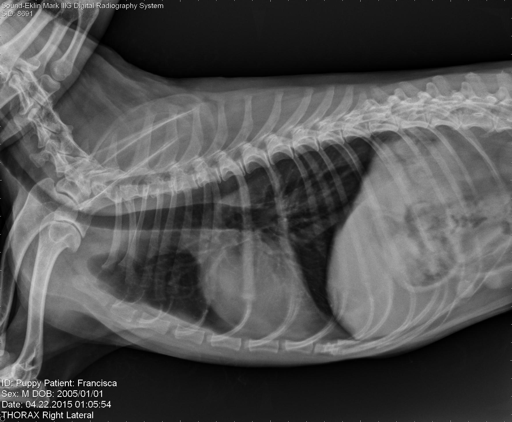 Rafael Azevedo Radiografia Veterin Ria A Domic Lio Em S O Paulo Sp Cachorrogato